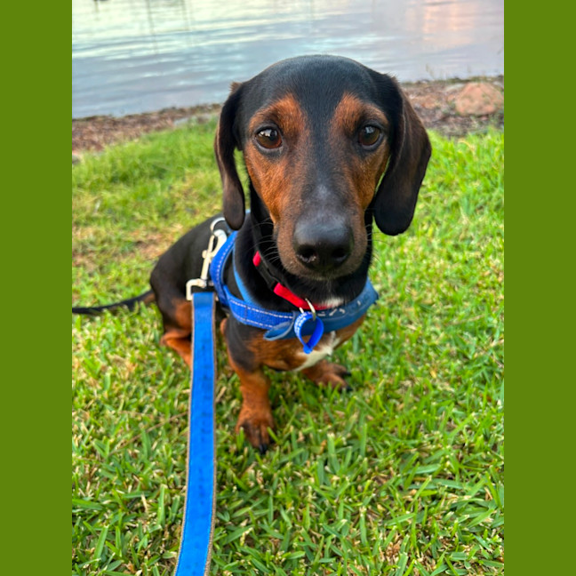Photo of Hendrix   4 Year Old Dachshund 