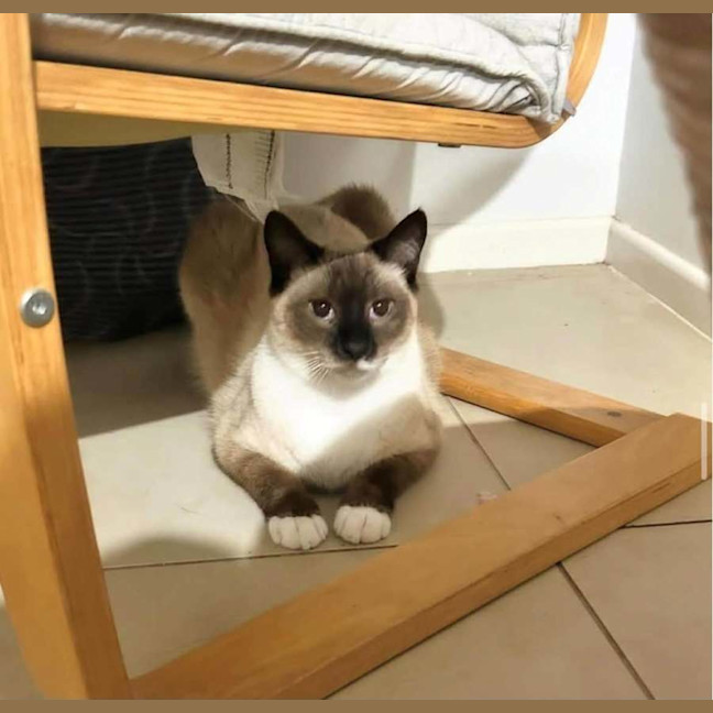 Photo of Chai 