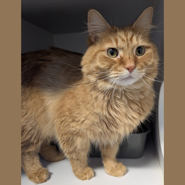 Photo of Marmalade