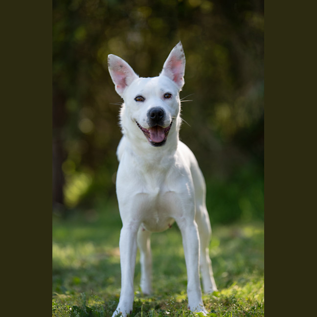 Photo of Casper