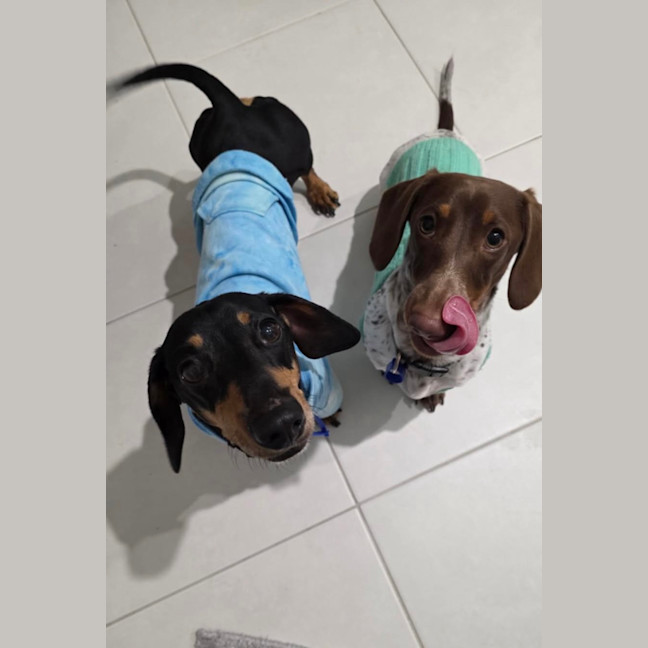 Photo of Scooby   4 Year Old Miniature Dachshund