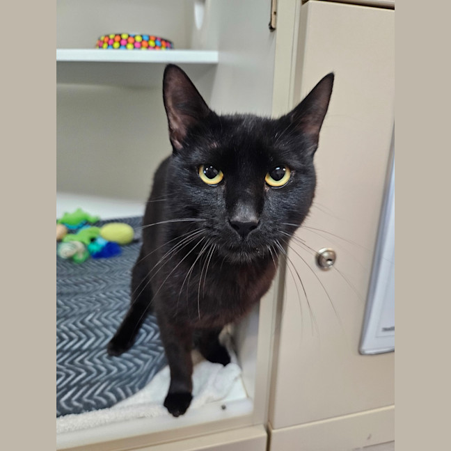 Photo of Sabre