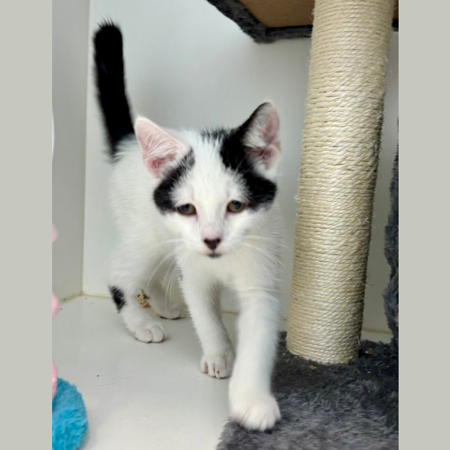 Photo of Oreo