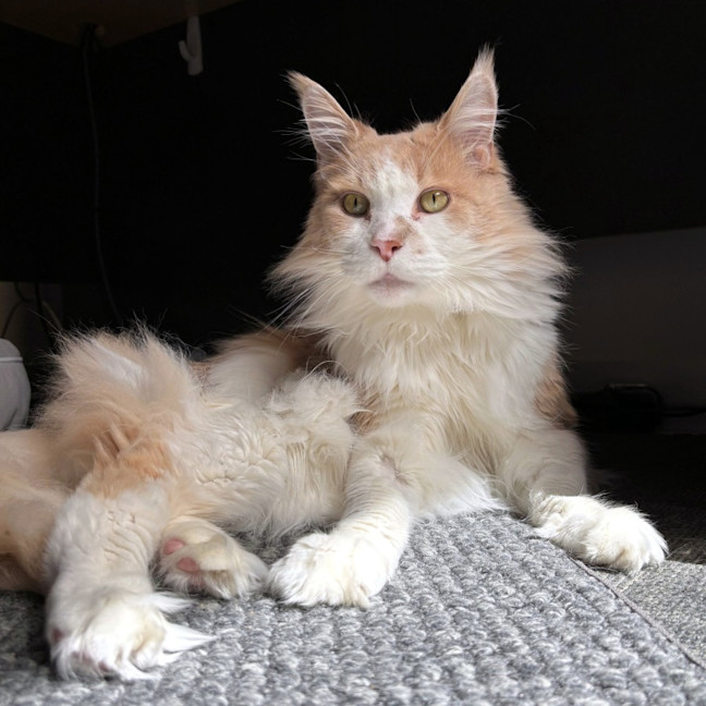 Photo of Nico Sua014218