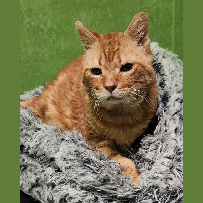 Photo of Sir Loin