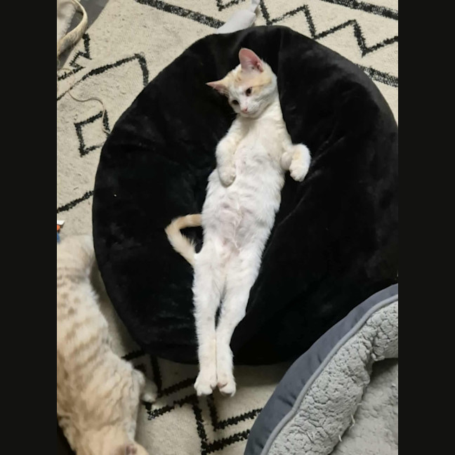 Photo of Lucky And Blue