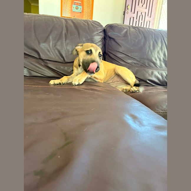 Photo of Brandy