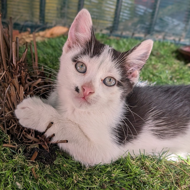Photo of Minty