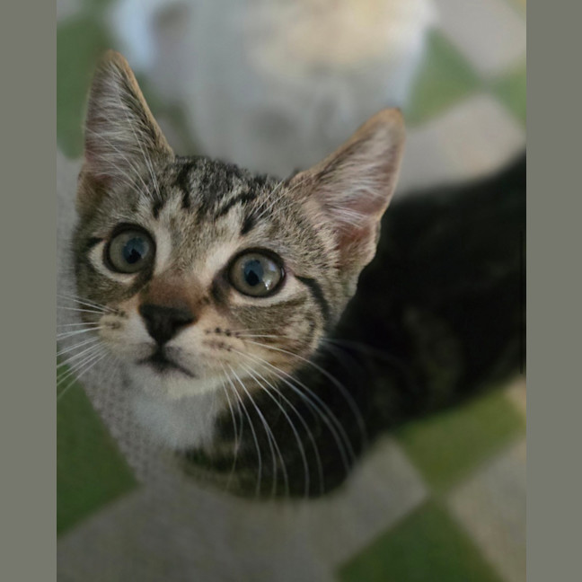 Photo of Neko Meet Me@Petstock Carrum Downs