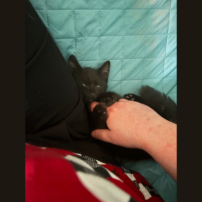 Photo of Gotham **2nd Chance Cat Rescue**