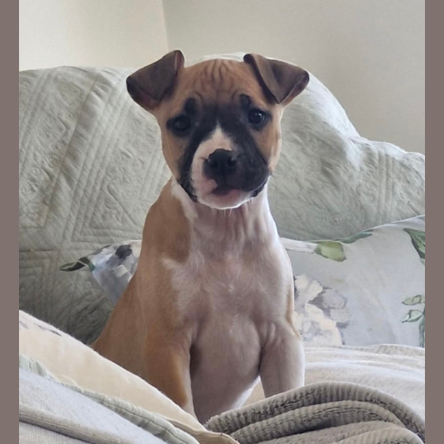 Photo of Jasper   10 Week Old Staffy X (Trial)