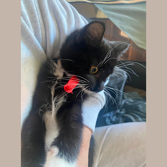 Photo of Kuro