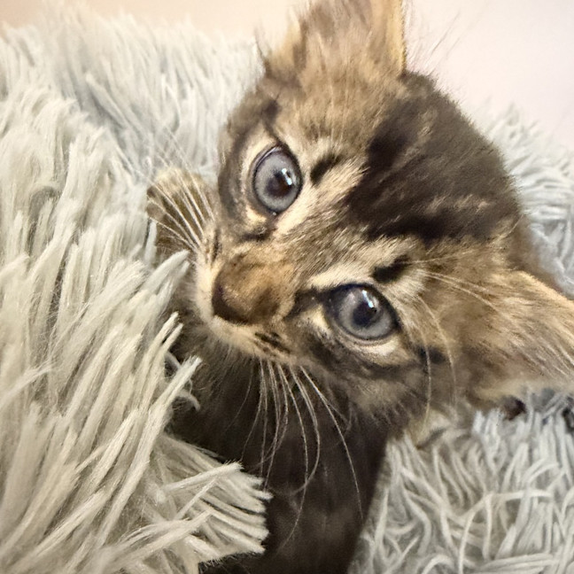 Photo of Hamish