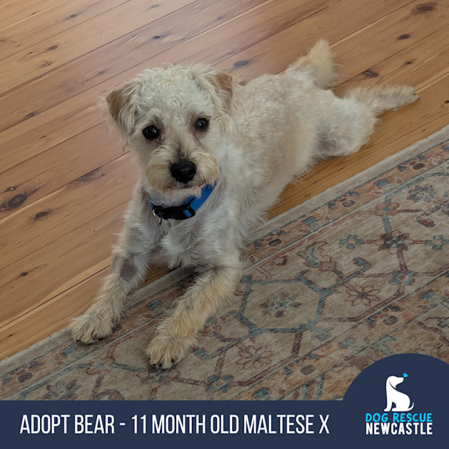 Photo of Bear   11 Month Old Maltese X