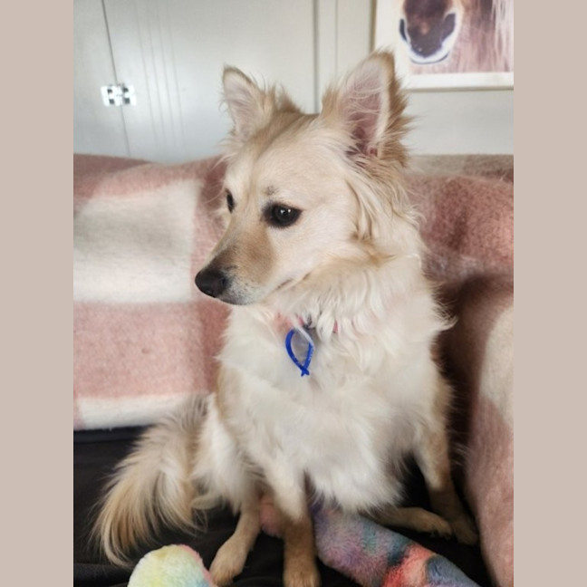 Photo of Rain   1.5 Year Old Pomeranian