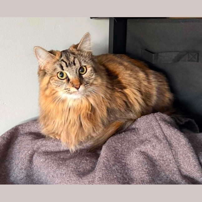 Photo of Missy ** 2nd Chance Cat Rescue **