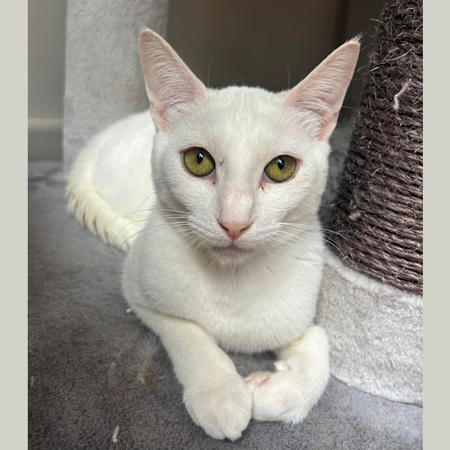 Photo of Casper 