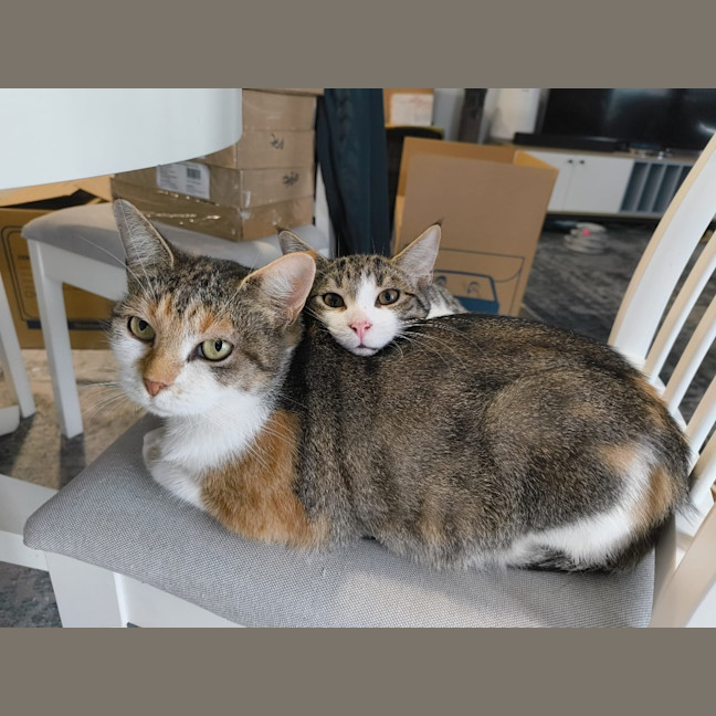 Photo of Purrtunia