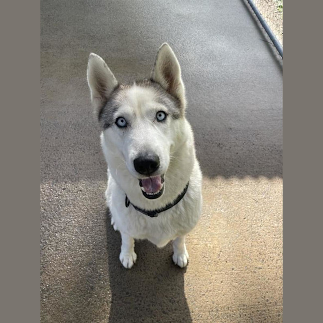 Photo of Nymeria