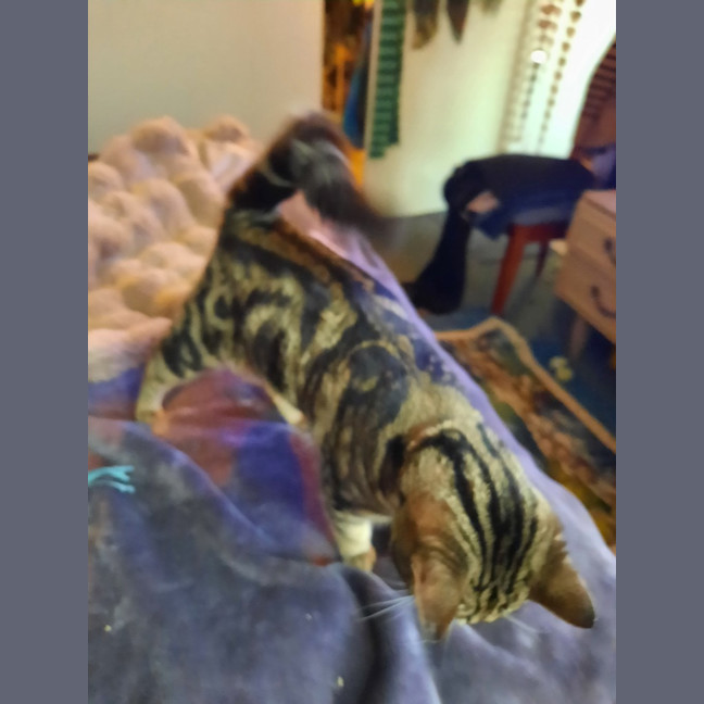 Photo of Cinnamon Scroll