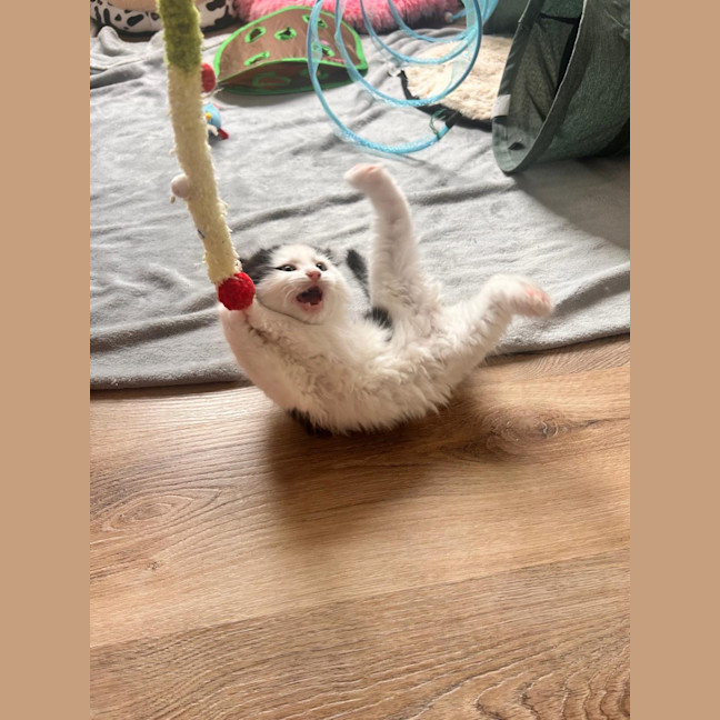 Photo of Bobby (Was Oreo)