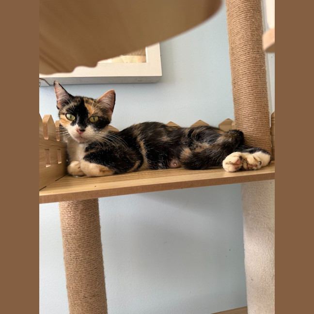 Photo of Savannah
