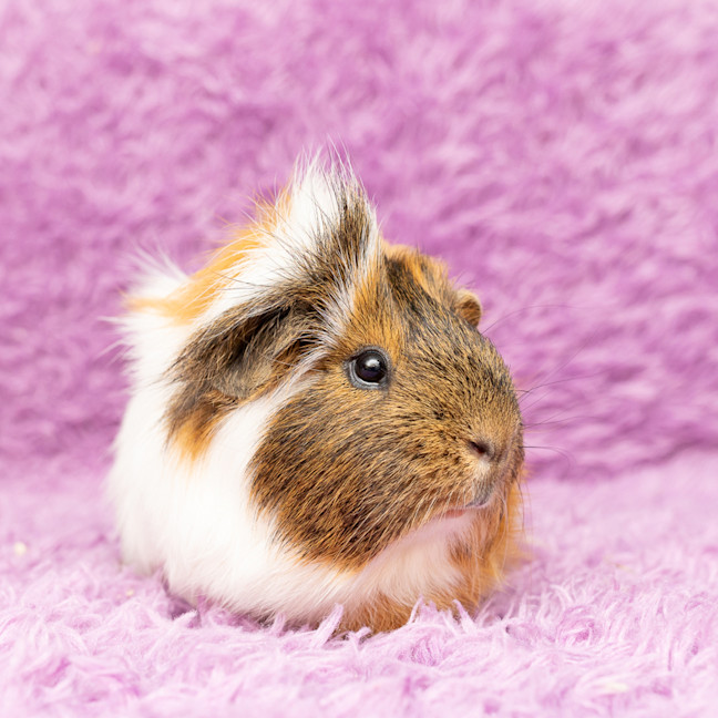 Photo of Chip