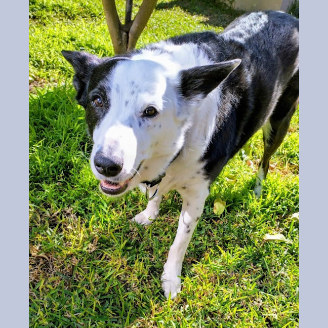 Photo of Izzy