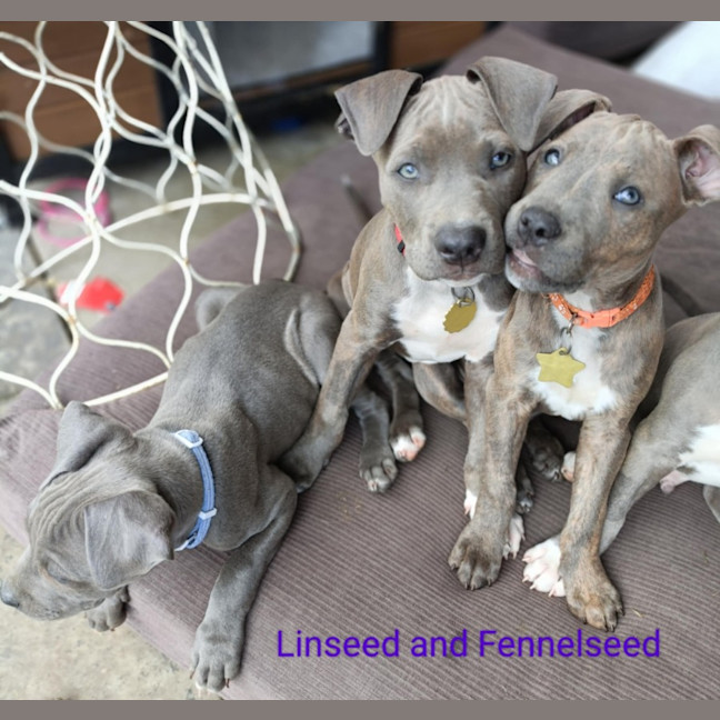 Photo of Poppyseed's Pups