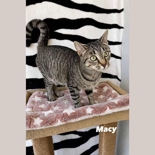 Photo of Macy