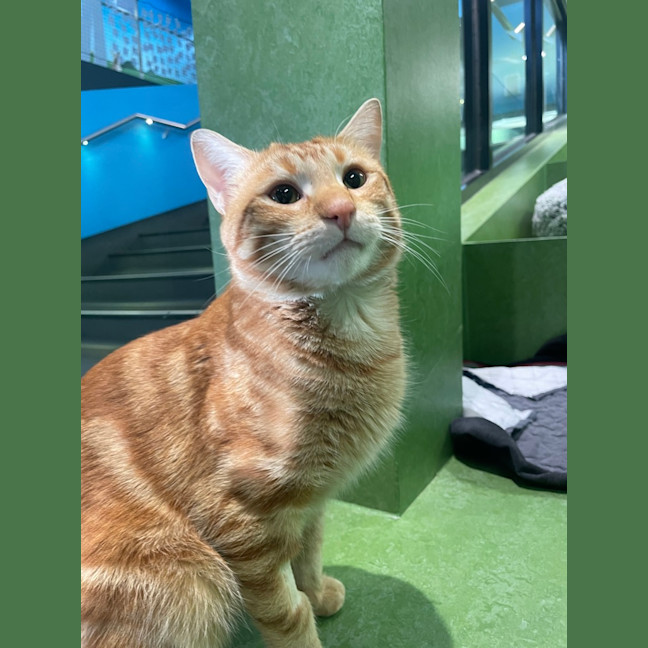 Photo of Diego (Now Mango)