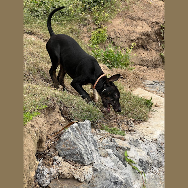 Photo of Ranger