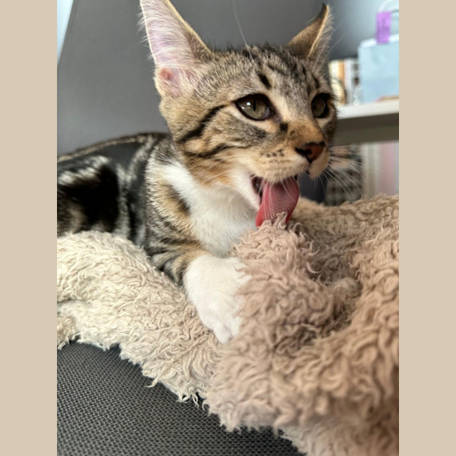 Photo of Nutmeg