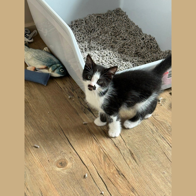 Photo of Hubert Meet Me At Petstock Chelsea