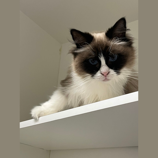 Photo of Ally 