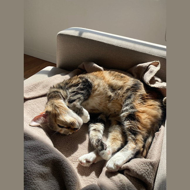 Photo of Misty