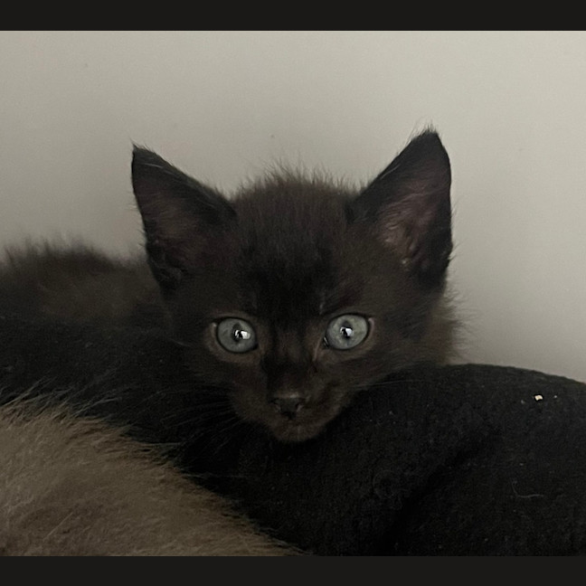 Photo of Poe