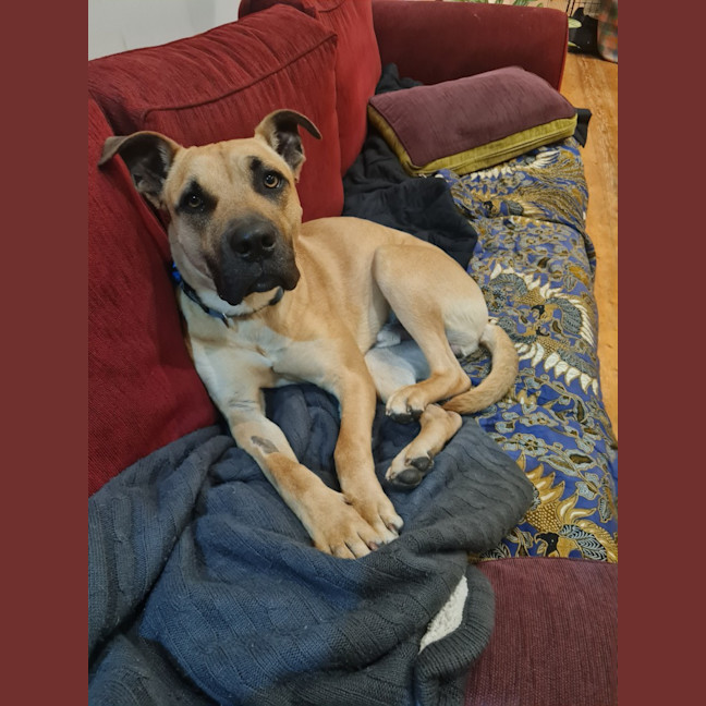 Photo of Maverick
