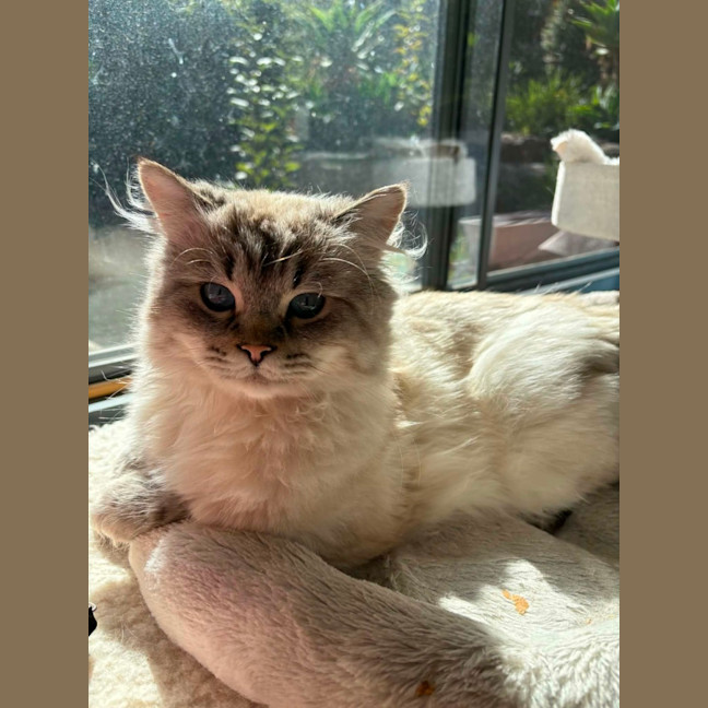 Photo of Merlin  In Foster Care In Lower Plenty