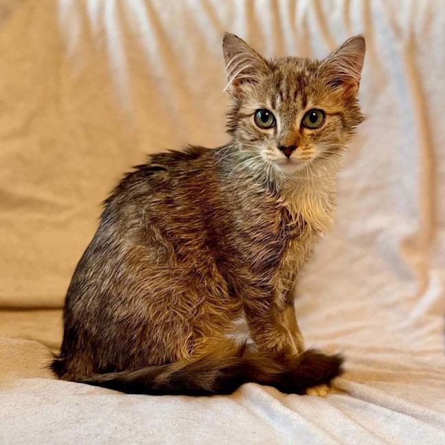 Photo of Milo   In Foster Care In Templestowe