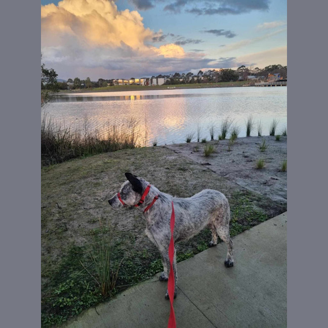 Photo of Scruffy