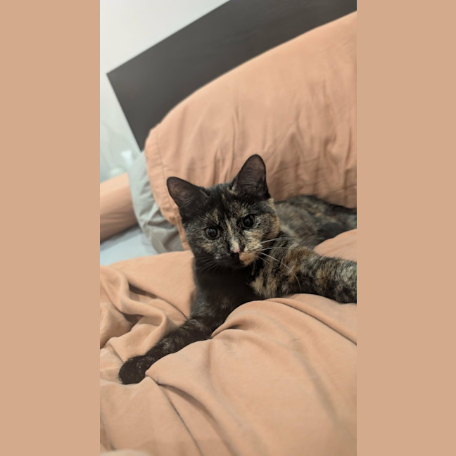 Photo of Pepper
