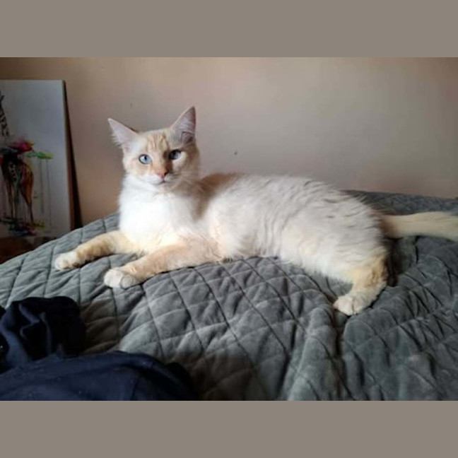 Photo of Rose