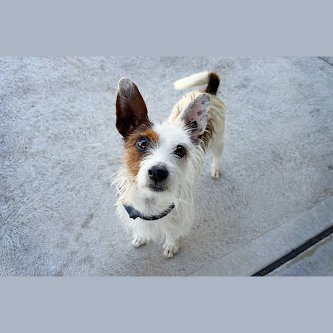 Photo of Pepito