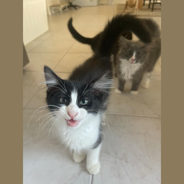 Photo of Jagga Meet Me@Petstock Keysborough Store