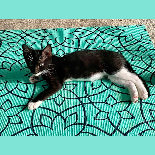 Photo of Lulu