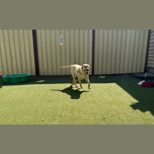 Photo of Archie