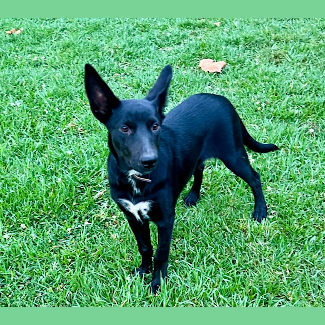 Photo of Dolce
