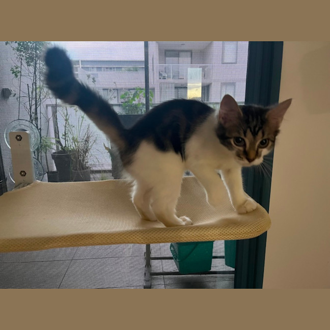 Photo of Minty 