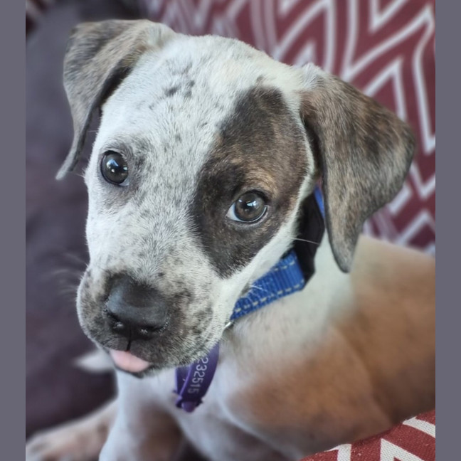 Photo of Jax